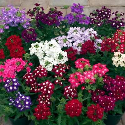 Verbena