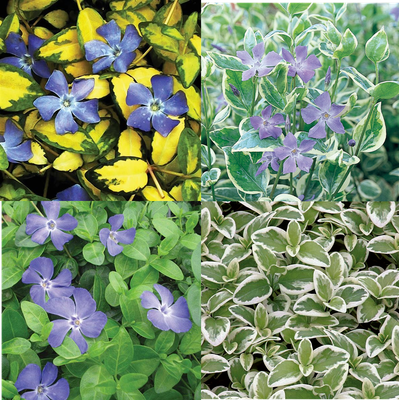 Vinca Vine