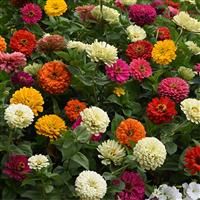 Zahara Zinnias