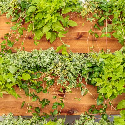 Vines &amp; Trailers