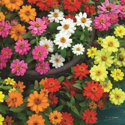 Zinnia