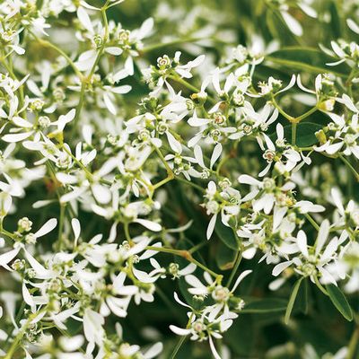 Euphorbia