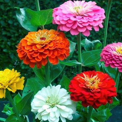 Tall Zinnias