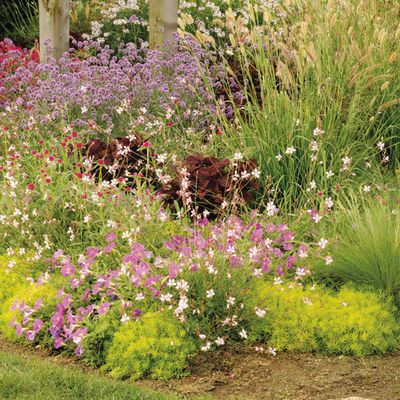 Gaura