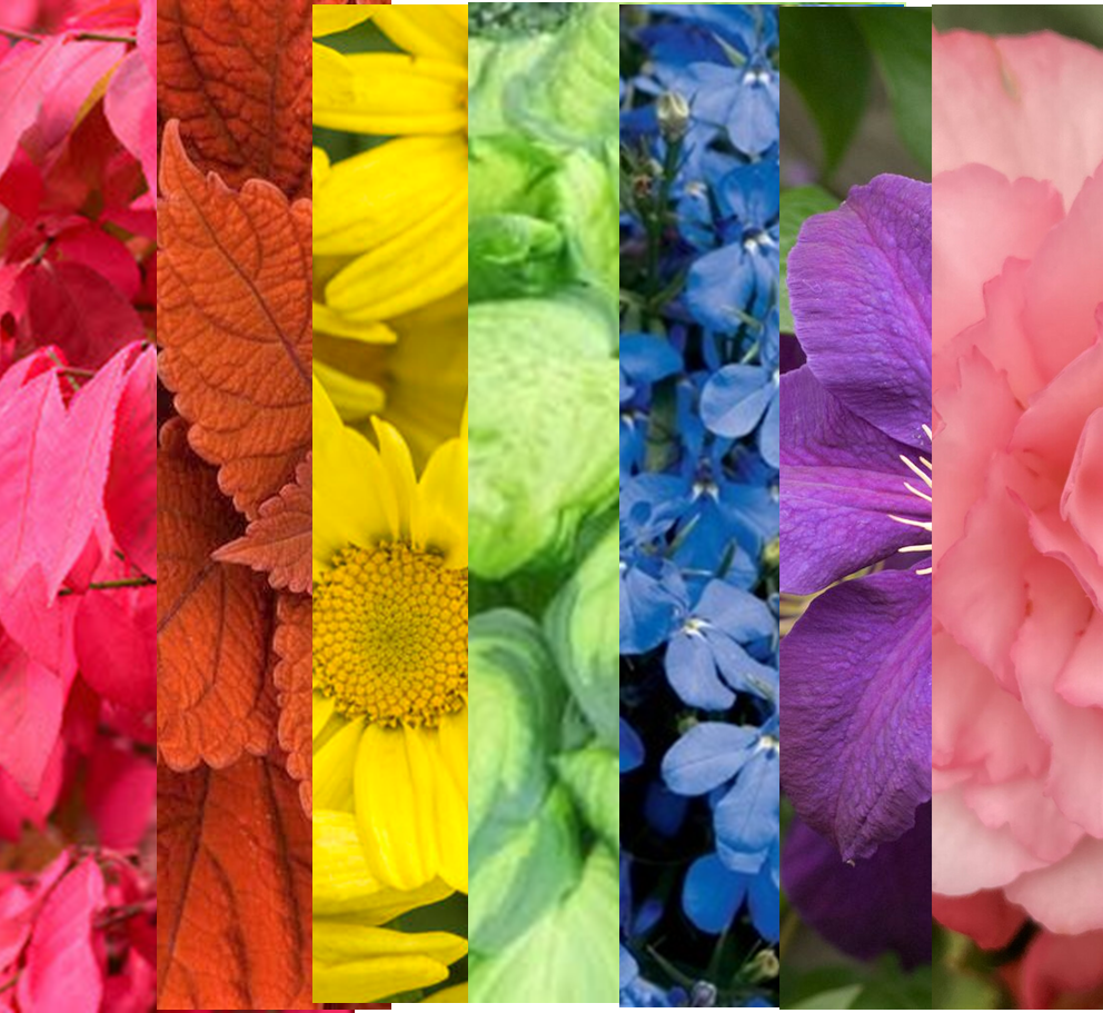 Garden By Colour