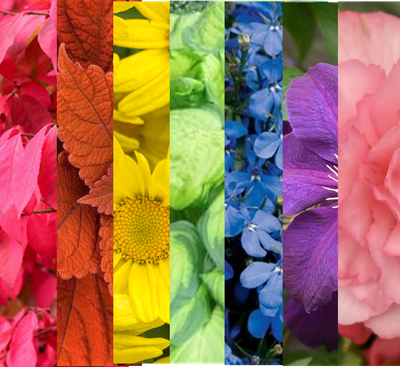 Plant By Colour