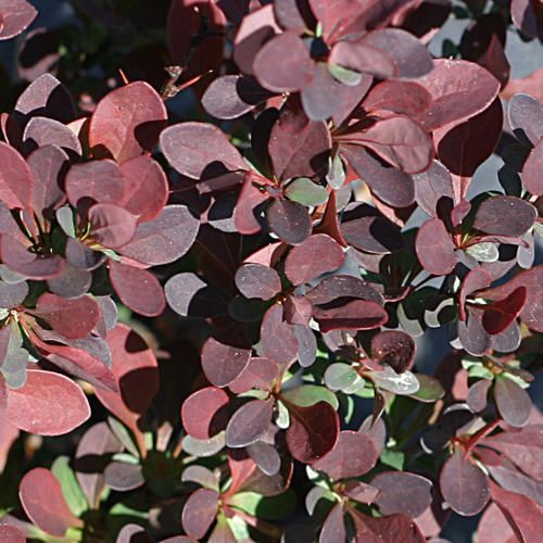 Barberry: Royal Burgundy