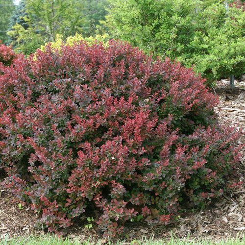 Barberry: Royal Burgundy