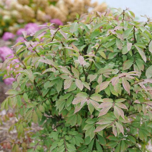 Burning Bush: Dwarf Winged