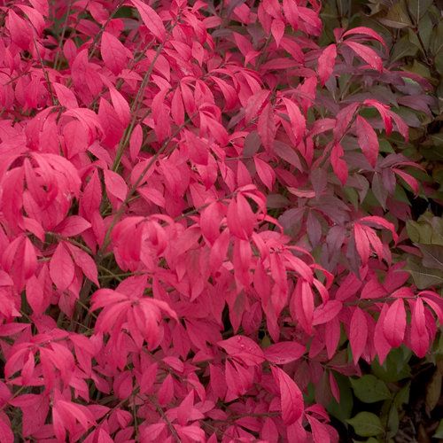 Burning Bush: Winged