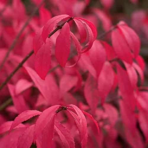 Burning Bush: Winged