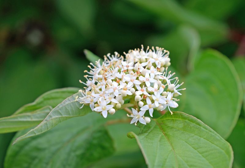 Dogwood: Bud's Yellow