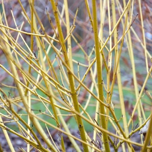 Dogwood: Bud&#39;s Yellow