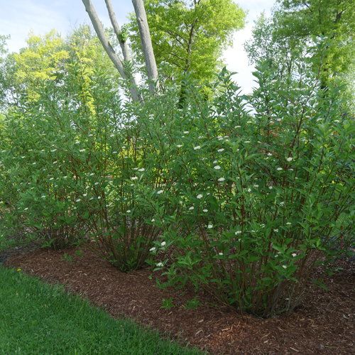 Dogwood: Red Osier