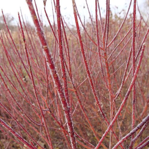 Dogwood: Red Osier