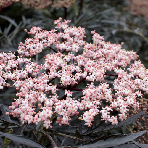 Elderberry: Black Lace