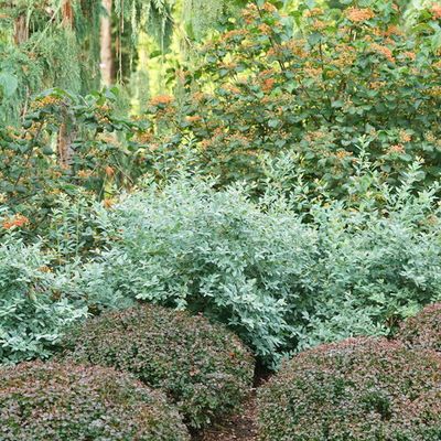 Shrubs