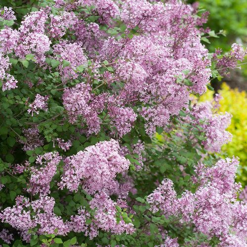 Lilacs