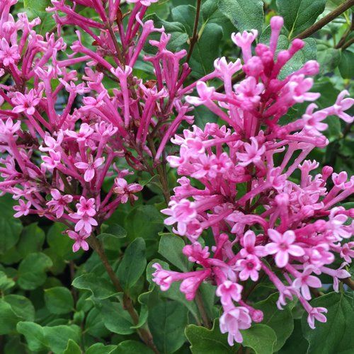 Lilacs
