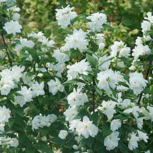 Mock Orange: Snowbelle