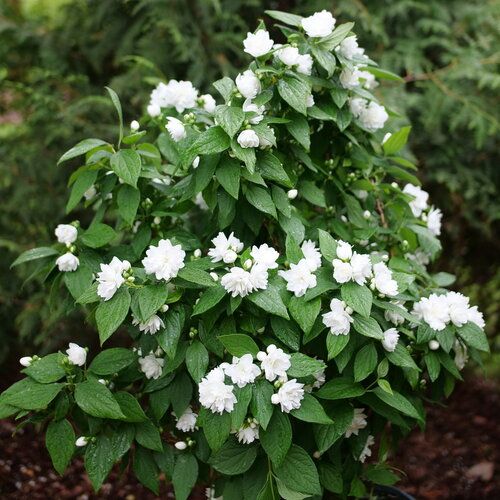Mock Orange: Snowbelle