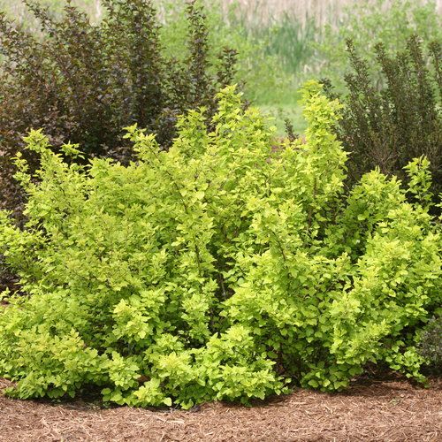 Ninebark: Dart's Gold