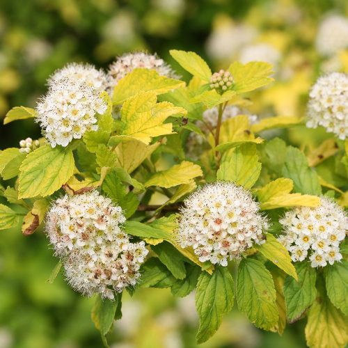 Ninebark: Dart&#39;s Gold