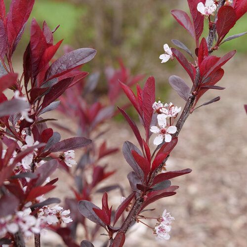 Sandcherry: Purple
