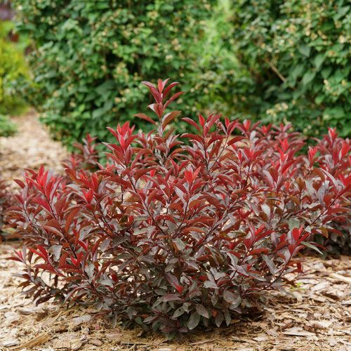 Sandcherry: Purple