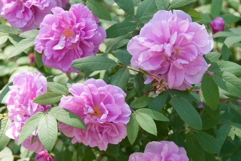 Shrub Rose: Rosa Rugosa Rosea (Pink)