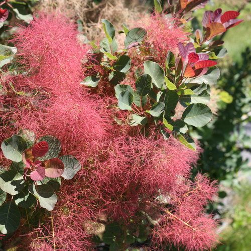 Smokebush: Royal Purple