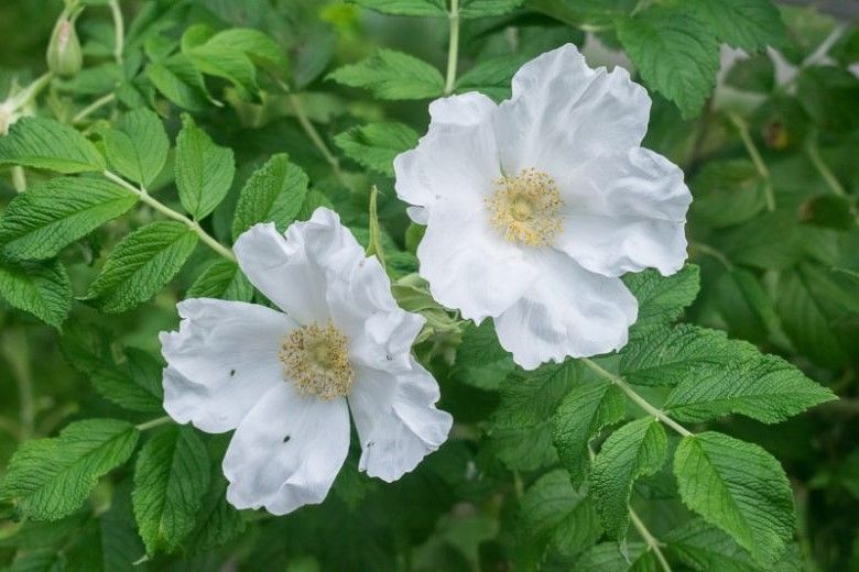 Shrub Rose: Rosa Rugosa Alba (White)