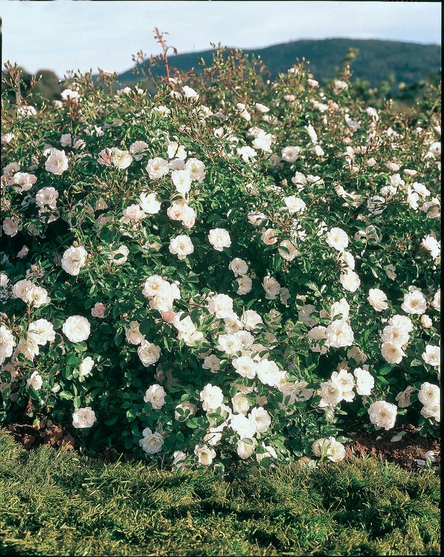 Shrub Rose: Rosa Rugosa Alba (White)