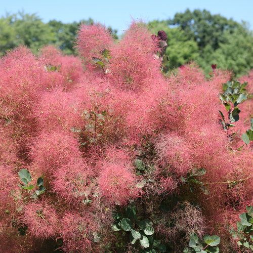 Smokebush: Royal Purple
