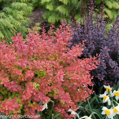 Barberry