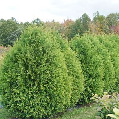 Hedging