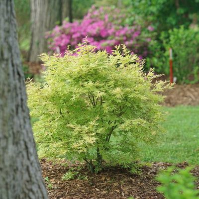 Dwarf Trees