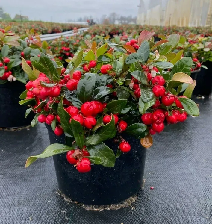 Wintergreen