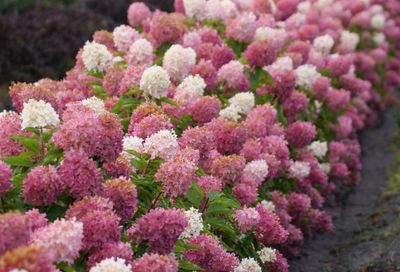 Hydrangea