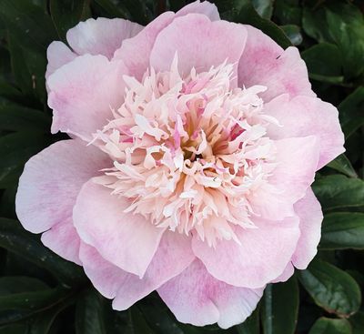 Light Pink