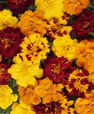 Marigold