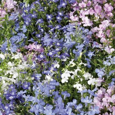 Lobelia