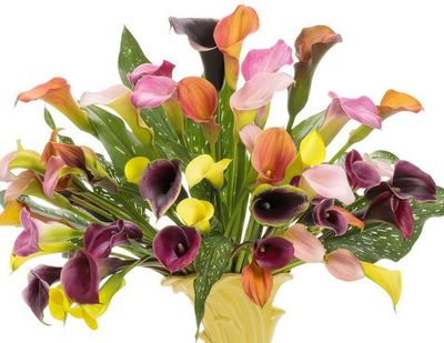 Calla Lilies
