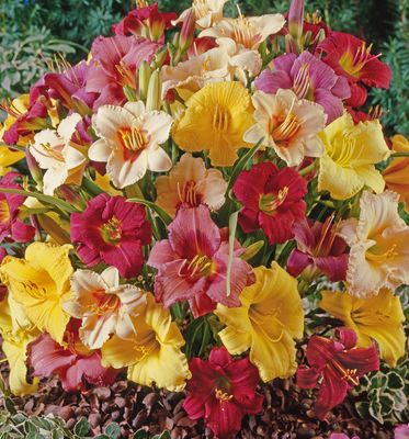 Hemerocallis (Daylily)