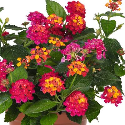 Lantana