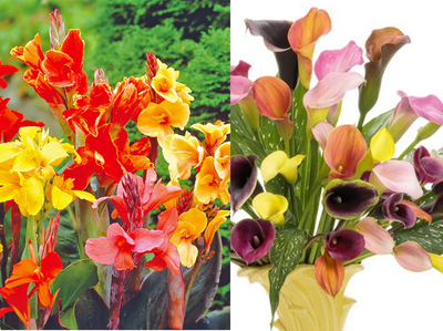 Lillies