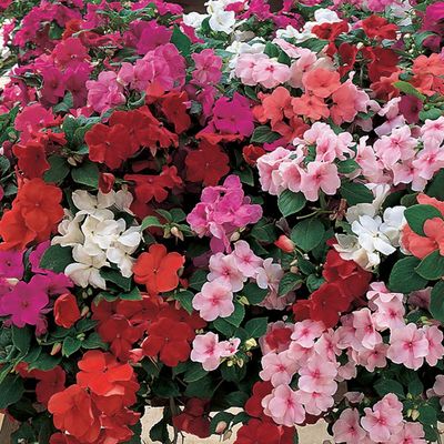 Impatiens