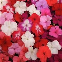 Specialty Impatiens