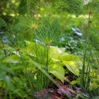 Papyrus Grasses