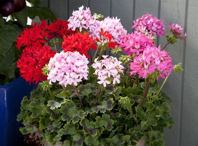 Specialty Geraniums